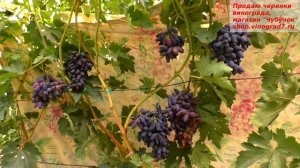 Виноград Викинг ранний срок созревания и ягоды ежиком. Каталог к продаже https://shop.vinograd7.ru/