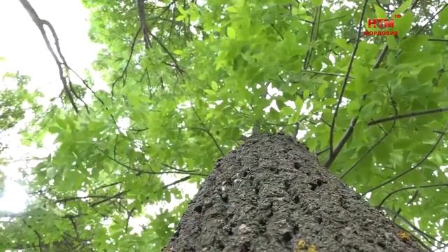 В 2022-ом году в столице Мордовии приведут в порядок сквер Подольских курсантов. смотреть онлайн