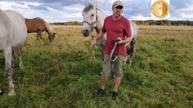 Подсоколья лошадь, часть 2. Спокойная лошадь. Конь для соколиной охоты. смотреть онлайн