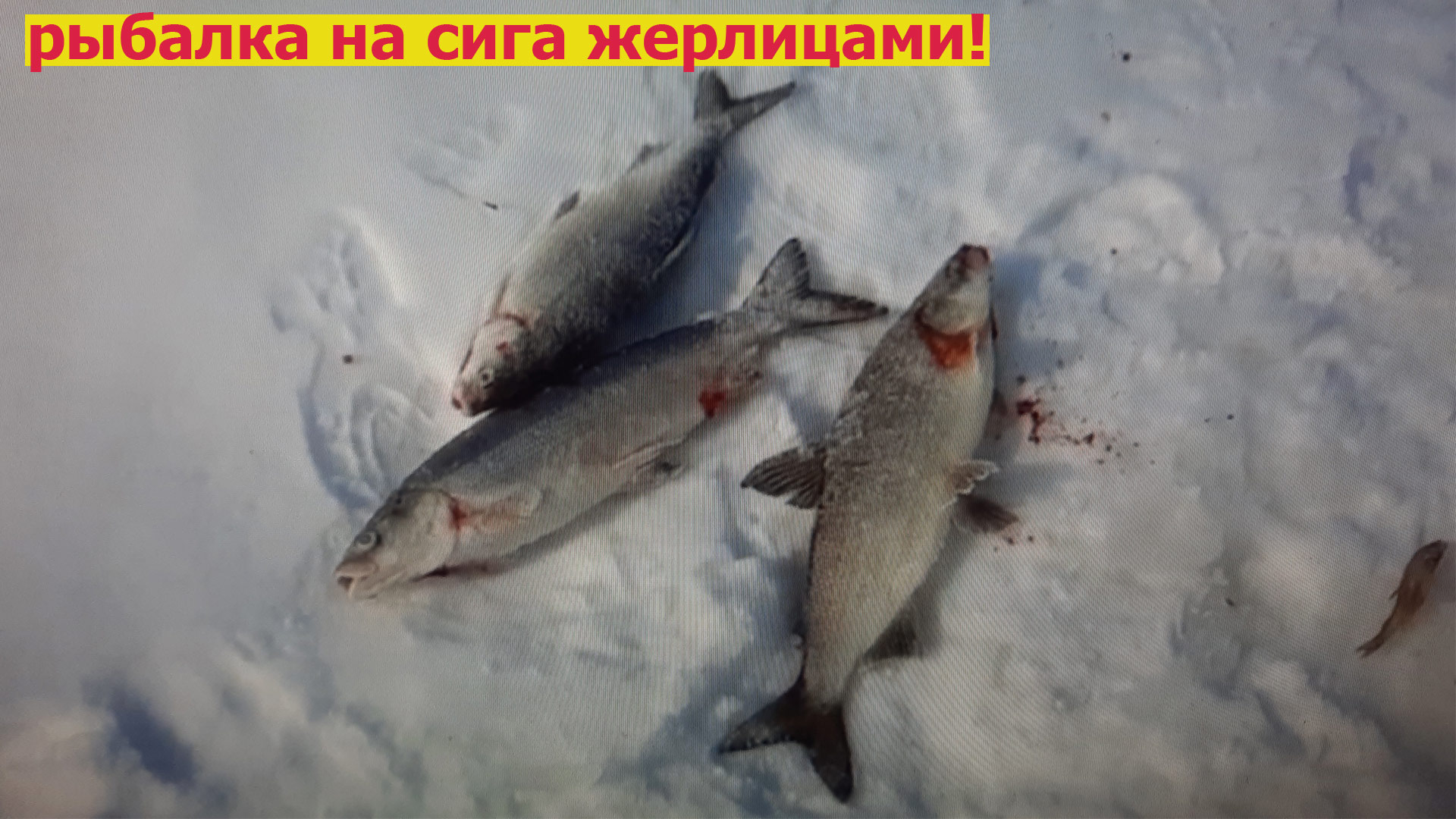 Рыбалка на сига жерлицами Река Амур.mp4 смотреть онлайн