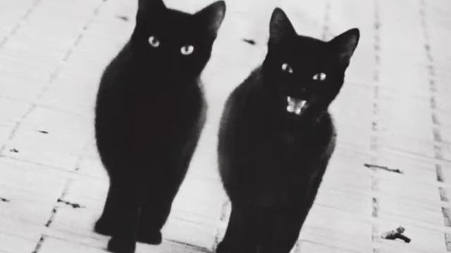 "Два Черных Кота" GAFI смотреть онлайн