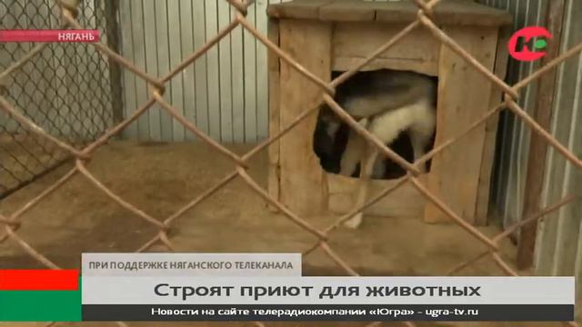 В Нягани бездомных собак поселят в бывшем здании гостиницы смотреть онлайн