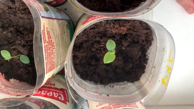 Голубика Ханна Чойс и Дюк смотреть онлайн