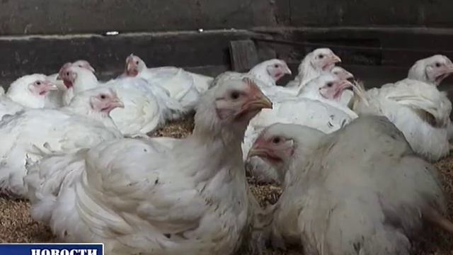 Угроза сохраняется. Птичий грипп. смотреть онлайн