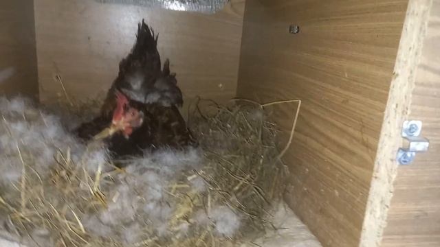 Новая птичка. Утята остались без утки. Будет новая порода кур смотреть онлайн