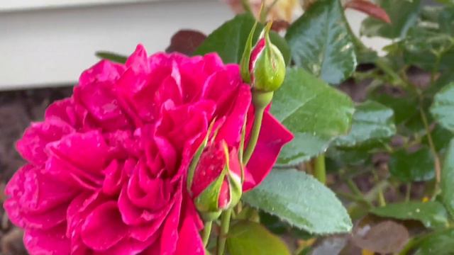 Darcey Bussell Roses 2022 смотреть онлайн