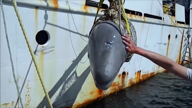 Рожденные свободными (русская версия) смотреть онлайн