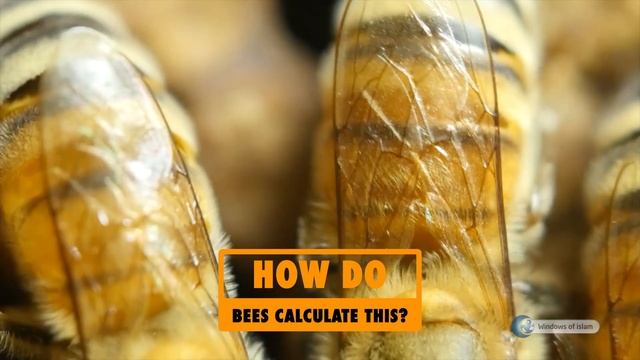 MIRACLES OF CREATION # ANIMALS # ARE BEES MATHEMATICIANS? смотреть онлайн