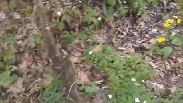 Калужница болотная (Сaltha palustris) (22.04.17) смотреть онлайн
