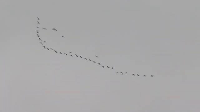 Ключ серых гусей смотреть онлайн