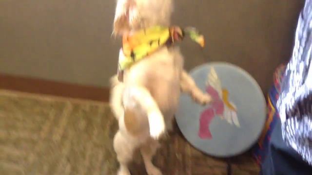 Adorable Pekingese Dances for a Forever Home смотреть онлайн