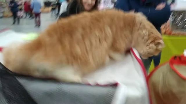 выставка экспоФОРУМ КОШКИ И УЛИТКИ смотреть онлайн