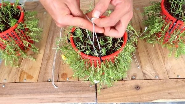 Easy and Quick Way to Make a Beautiful Hanging Garden | 5T1 Garden