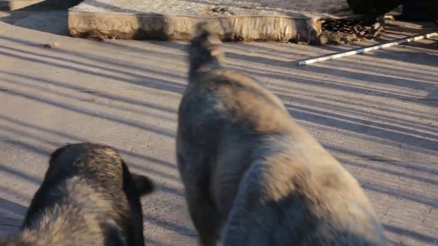 Девки азиаты выясняют отношения. Ох и любят они подраться 😡 смотреть онлайн