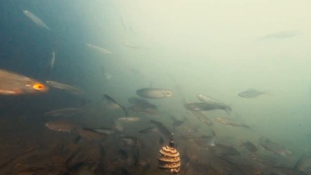 Подводная съёмка. Тайна этой воды. Карась. Реакция рыбы. смотреть онлайн