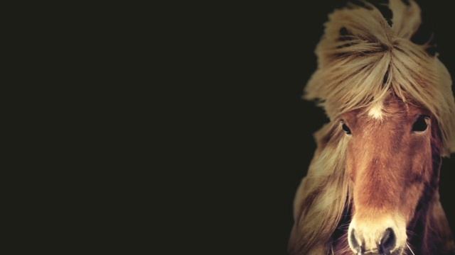 ЕДИНСТВЕННАЯ ПОРОДА ЛОШАДЕЙ КОТОРЫЕ МОГУТ ЖИТЬ В Исландии. Порода. Пони. Выносливость. Характер. смотреть онлайн