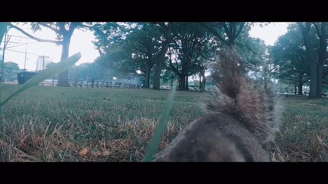 GoPro hero 8 Animals Squirrels Наглые Белки смотреть онлайн