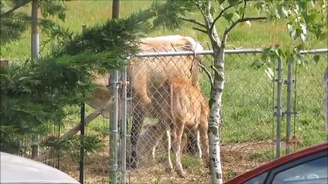 Проросенок сосет молоко у коровы смотреть онлайн