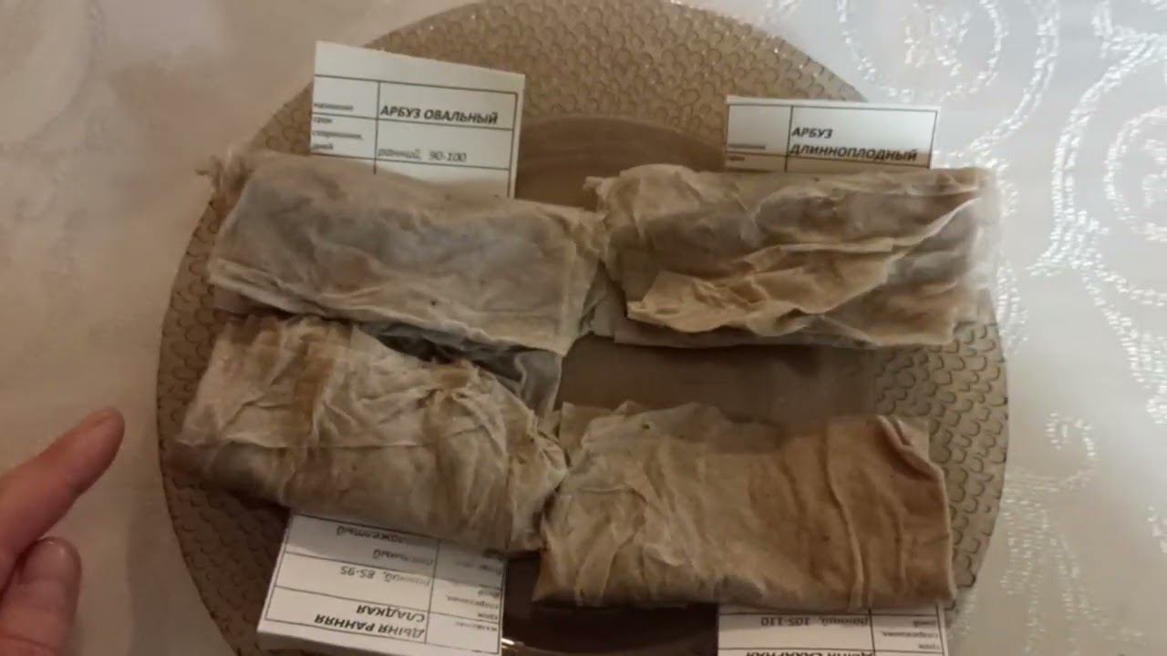 закладываю семена дыни и арбуза на проращивание Пензенская область. смотреть онлайн