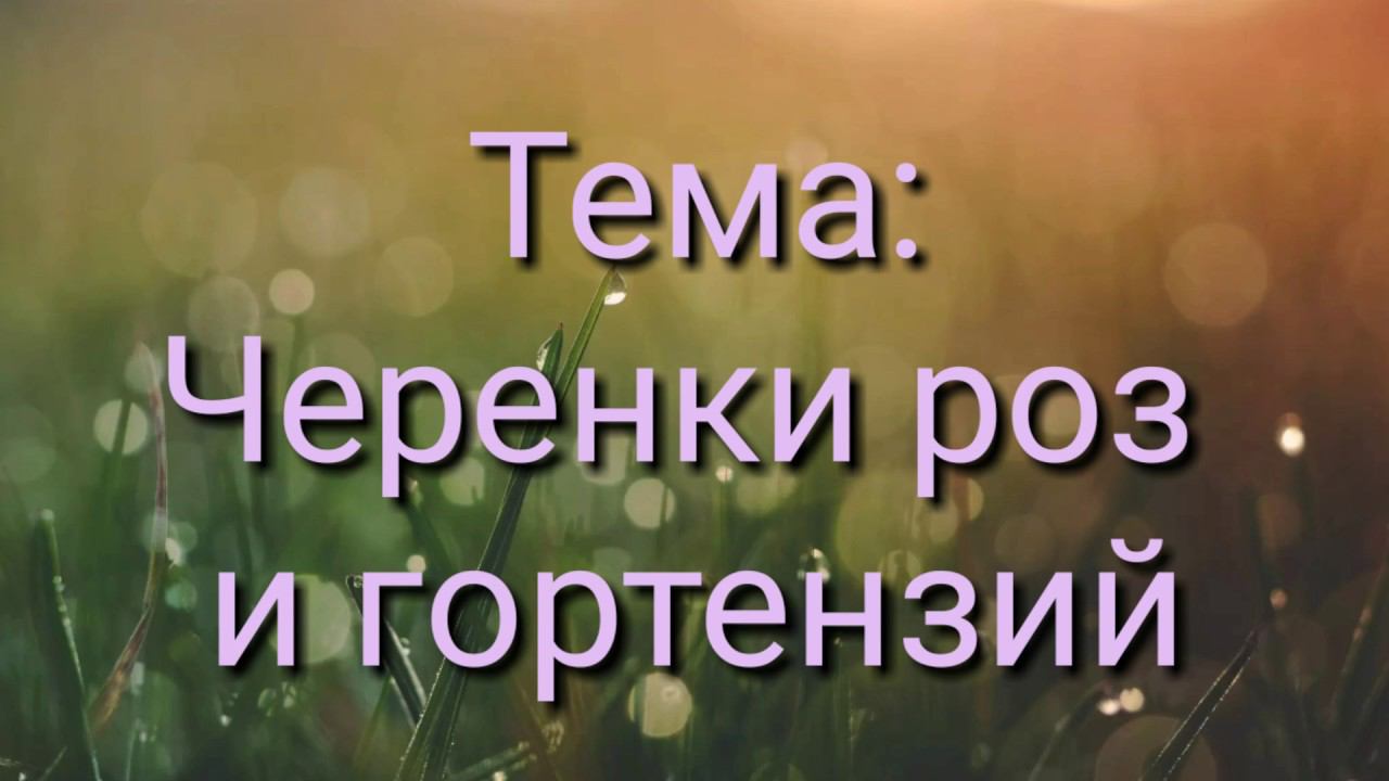 Про черенки .В гостях у Светланы.Сентябрь 2019г. смотреть онлайн
