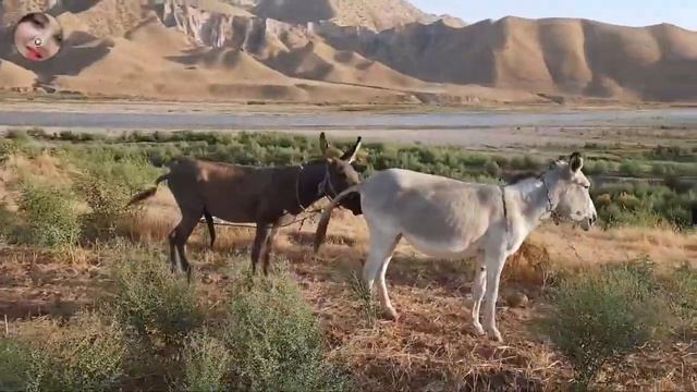donkey making love to girlfriend смотреть онлайн