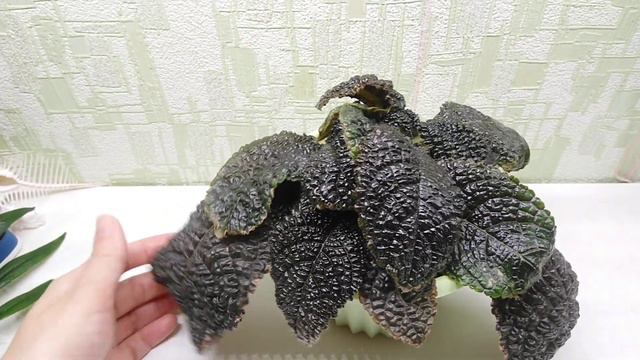 Episcia Corrugada для Елены.