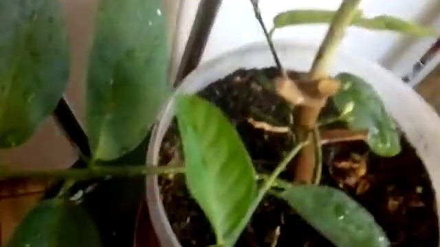 Лимон комнатный уход начало цветения смотреть онлайн