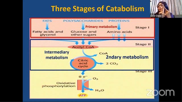 Biochemistry | Biomolecules | Lipid (Part 3) смотреть онлайн