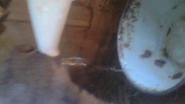 Кролик пьёт с чайника! смотреть онлайн