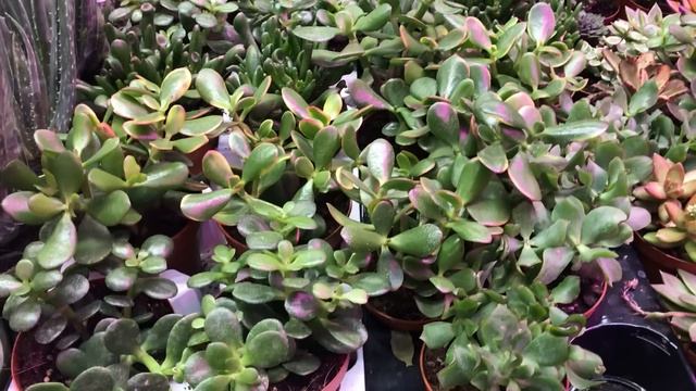 Весенний Леруа утопает в Цветах! Цветы к 8 Марта! Част 2... смотреть онлайн