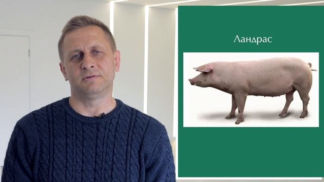 Вибір породи / Выбор породы смотреть онлайн