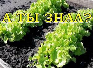 Лучшее время для посева САЛАТА  - это ранняя весна!???