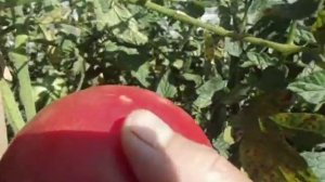 ТОМАТ АЛТАЙСКИЙ РОЗОВЫЙ.  Видеообзор Ольги Черновой.