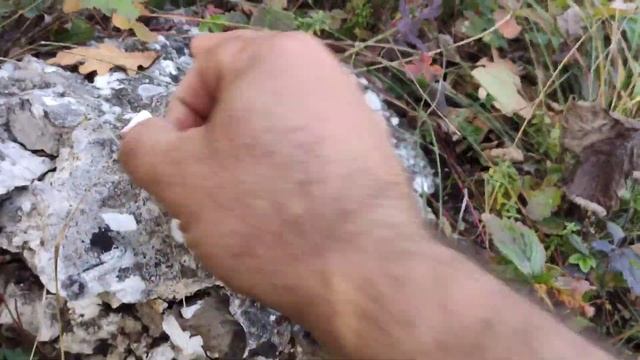 Сбор грибов в Крыму 2021. рядовка серая. Рядовка фиолетовая. Рядовка лилованогая. Головачи. Кизил.