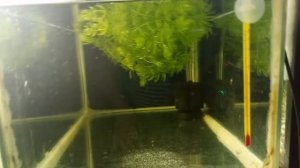 Нерест орнатусов - успех.