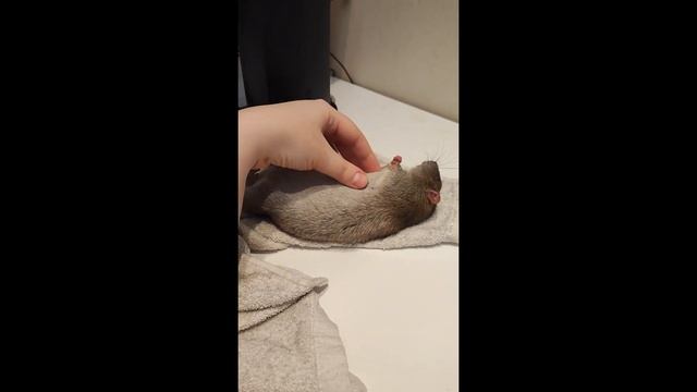 Крыса видит сон - the rat is dreaming смотреть онлайн