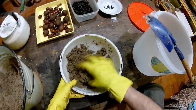 подготовка семян деревьев 2020-11 смотреть онлайн