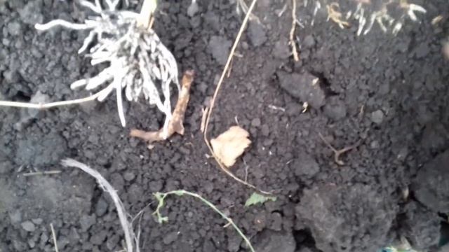 ежевика в саду обрезка смотреть онлайн