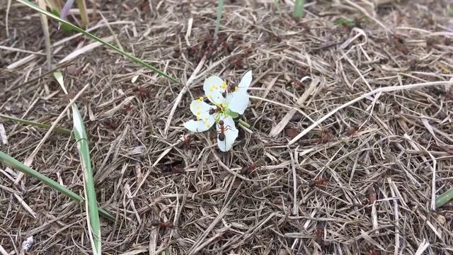 Стихотворение "Жил весёлый муравей" / The poem "There lived a cheerful ant" смотреть онлайн