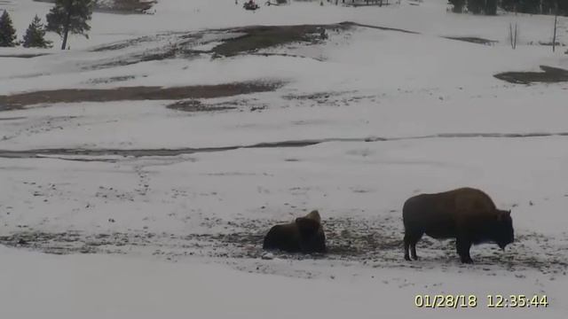 January 28, 2018 Upper Geyser Basin Daytime 4x Streaming Camera Captures смотреть онлайн