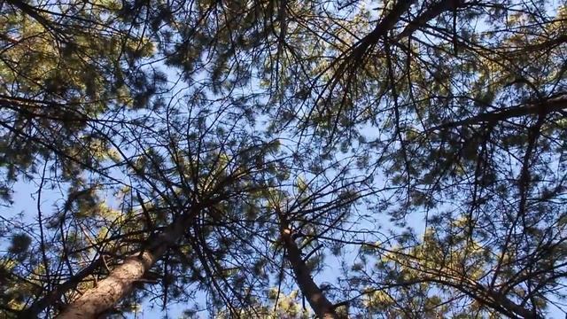 MVI 6900 Sky in Forest, Crimea Trip, 2013. Небо в сосновом лесу на Царской тропе. Крым. смотреть онлайн