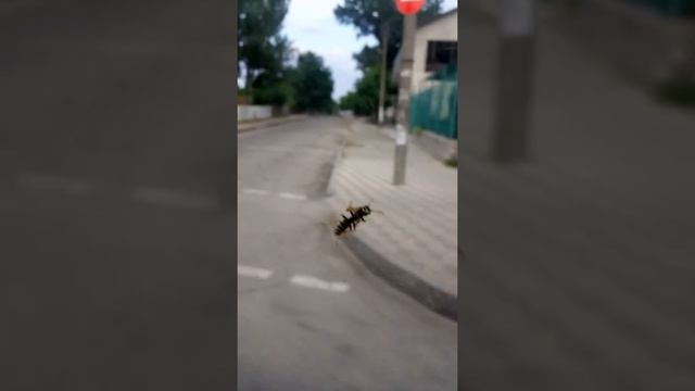 Оса нападает