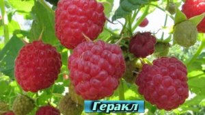 Самые лучшие сорта ремонтантной малины, чтобы получить хороший урожай. Дачные советы и рекомендации