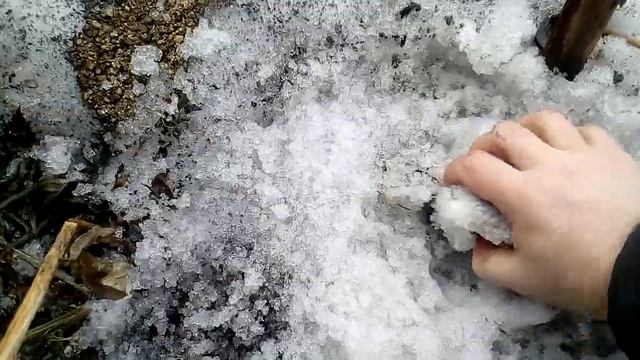 Как стратифицировать семена кедра смотреть онлайн