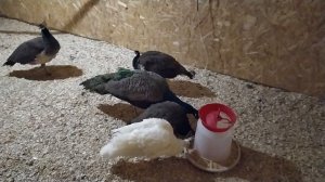 Павлины в тепле