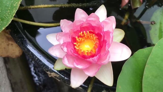 LOTUS ON VERANDA- ЛОТОС НА БАЛКОНЕ смотреть онлайн