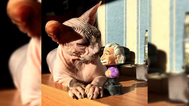 Сфинкс. Плюсы и минусы, Цена, Как выбрать, Факты, Уход, История смотреть онлайн