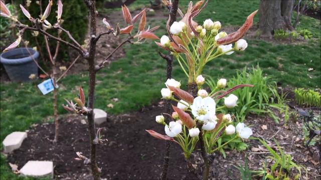 Urban Cottage Garden Mid-April Mini Tour 2020 | Discovering a different view | Catherine's Garden смотреть онлайн