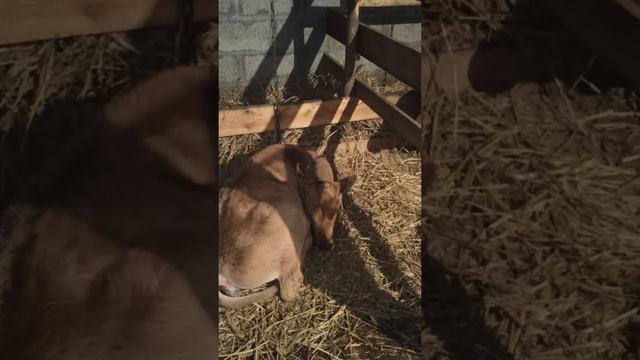 телята. кормление телят. сколько давать молока телятам смотреть онлайн