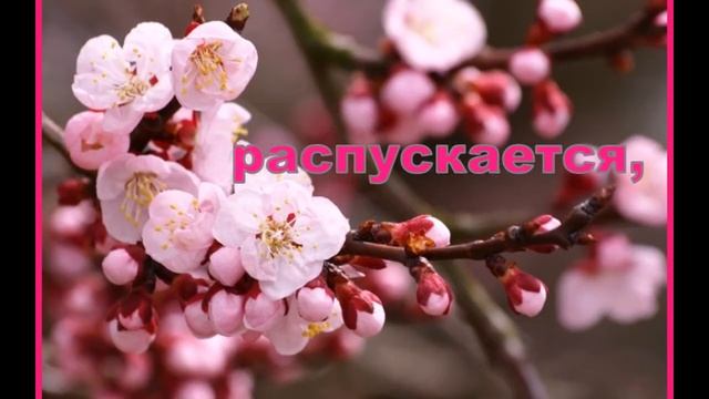 Цветущая САКУРА смотреть онлайн